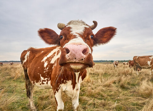 Funny cow looks at the camera.