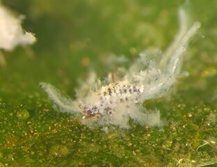 Asian Woolly Hackberry Aphid, Shivaphis celti (Hemiptera: Aphididae) on a green leaf