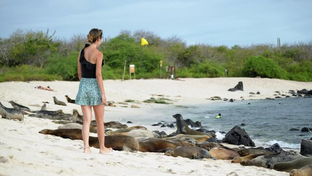 Female Tourist Walking Towards Group Of Sea Lions Chilling On Playa Punta Beach At San Cristobal Island In The Galapagos. Slow Motion