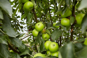 Ripe apples on a tree in a garden. Organic apples hanging from a tree branch in an apple orchard
