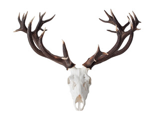 Big Red Deer Antlers - hunting trophy isolated on  white. - 519973206