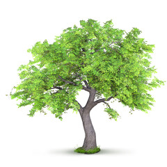 tree isolated on white background, 3D illustration