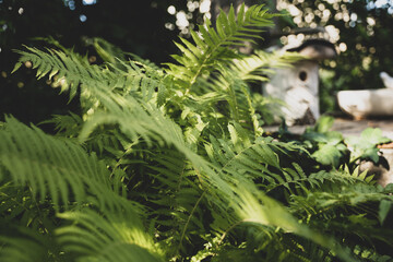 decoration of a garden in front of a family house