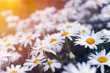 Blooming daisies in the garden