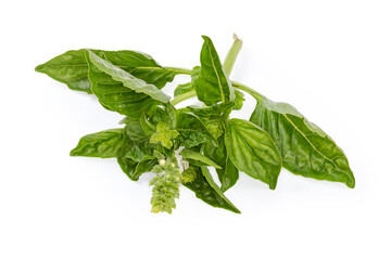 Twig of the green basil on a white background