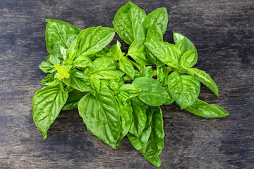 Twig of the green basil on a black surface