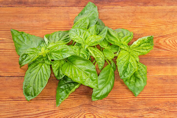 Twigs of the green basil on the rustic table