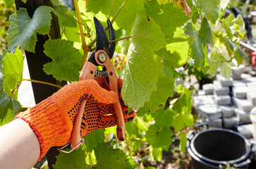 Man gardening in backyard. Worker's hands with secateurs cutting off wilted leafs on grapevine....