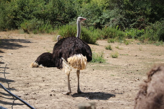 autruche