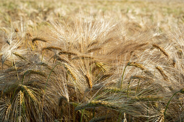 Field of a Farmer. Harvest in the sun 
