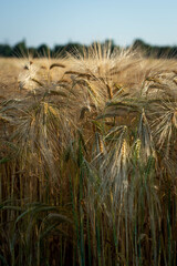 Field of a Farmer. Harvest in the sun 