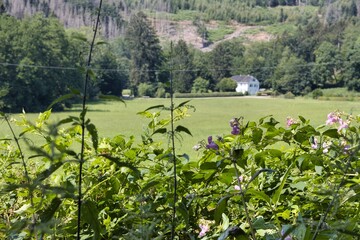 Spaziergang im Wald bei Odenthal