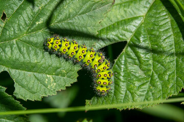 detailed close up of a Small emporer moth caterpillar (Saturnia pavonia)