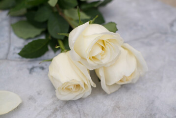 Three white roses on concrete background. Top view. Copy space for text.