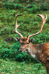 Naklejka na ściany i meble Dappled deer. A sika deer with antlers. Cervus nippon
