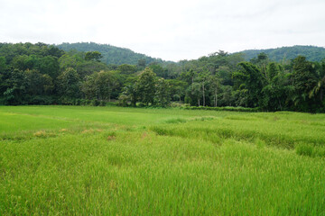 Golden yellow ripe rice plants in the rice green field - agricultural scene  - Harvest season in chiang rai thailand - Landscape green Nature abstract background 