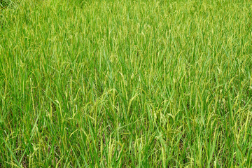Golden yellow ripe rice plants in the rice green field - agricultural scene  - Harvest season in chiang rai thailand - Landscape green Nature abstract background 