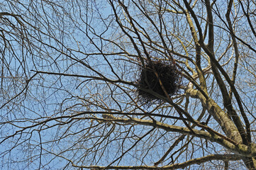 A bird's nest among the crowns of trees
