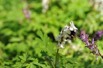 Corydalis and bumblebee in the spring forest