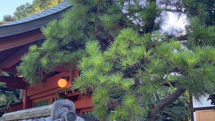 Temple at &ldquo;Todaimae&rdquo; in Tokyo, &ldquo;Saikyoji&rdquo;, an ancient historic landmark with zen pine trees.  shot taken year 2022 July 29th