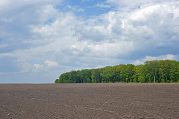 Field and forest. Beautiful view of plowed field.