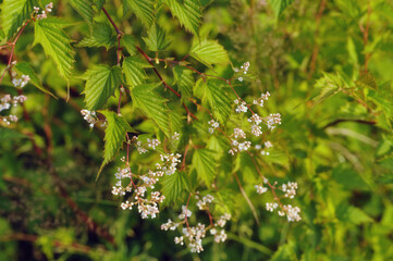 Gentle botanical - delicate leaves of the plant, blurred background