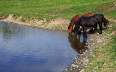 Two horses drink water in the lake