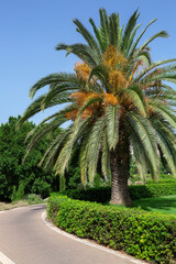 Fototapeta na wymiar Beautiful park with palm trees