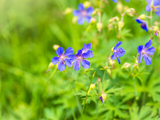 Floral summer background of flowers geranium pratense, meadow cranesbill, in the morning sunlight