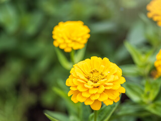 Yellow Zinnia flowers. Flowers zinnia elegans. Color nature background.