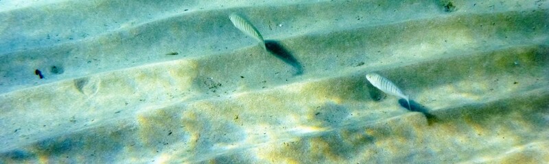 Underwater Background Very Cool