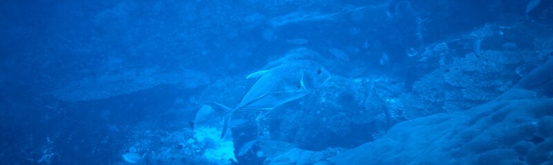 Fototapeta premium Underwater Background Very Cool