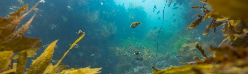 Fototapeta premium Underwater Background Very Cool