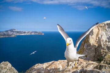 Mediterranean gull up close with the sea, mountains and the city of Calpe in the background