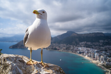 Fototapeta na wymiar Mediterranean gull up close with the sea, mountains and the city of Calpe in the background