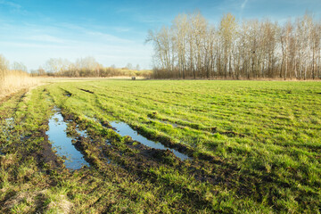 A wet meadow with water and trees on the horizon