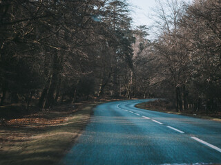 The New Forest in Autumn