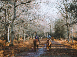 The New Forest in Autumn