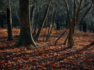 The New Forest in Autumn