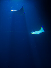 Underwater stingrays with light shafts