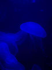Deep underwater jellyfish 