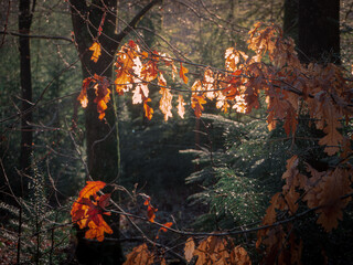 Autumn leaves in sunlight forest
