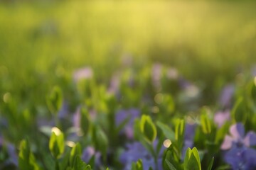 Blurred view of beautiful periwinkle flowers in garden