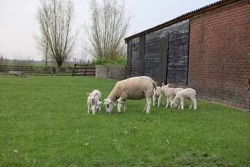 Obraz premium Beautiful sheep with cute lambs in farmyard