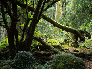 Mossy lush forest with dappled light
