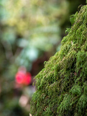 Mossy lush forest with dappled light