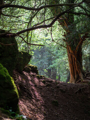 Mossy lush forest with dappled light