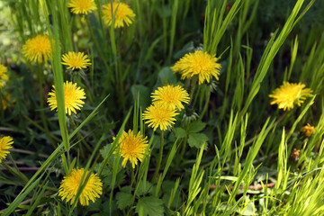 Obraz premium Many beautiful yellow dandelion flowers growing outdoors