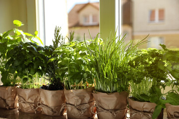 Different aromatic potted herbs near window indoors