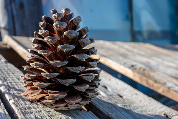 Pine Cone on Wooden Planks